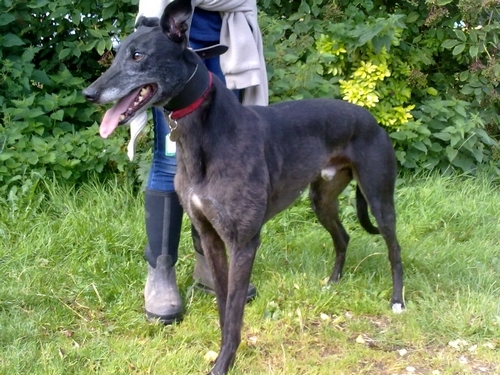 dan-black-dog-male