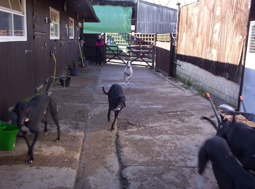 Part of the Greyhound Lifeline Kennels Greyhound Lifeline Kennels