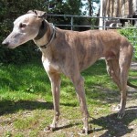 jack-blue-brindle-dog-male