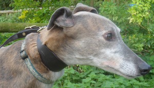 greyhound-collar-lead-set