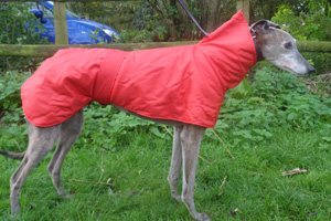 greyhound snood coat