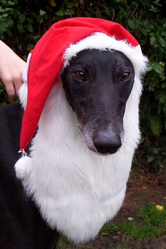 Christmassy greyhound