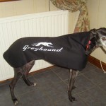 Greyhound modelling Greyhound Bus coat Greyhound modelling Greyhound Bus coat