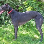 Photo of Tara Greyhound