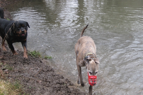 Jack greyhound playing in water