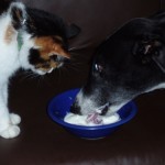Cat and greyhound Cat and greyhound