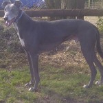 Photo of Blue the greyhound-blue-male