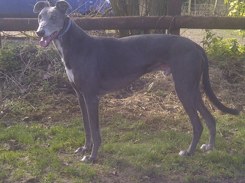 Photo of Blue the greyhound-blue-male