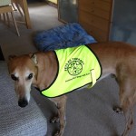 PAT dog Farran