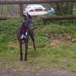 Ginny greyhound