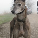 Jack-brindle-male-head