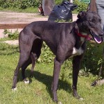 Tilly greyhound