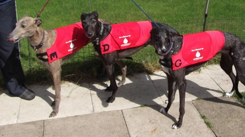 New Greyhound For Adoption Teaselgreyhound Lifeline
