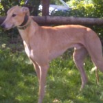 Willie fawn greyhound male