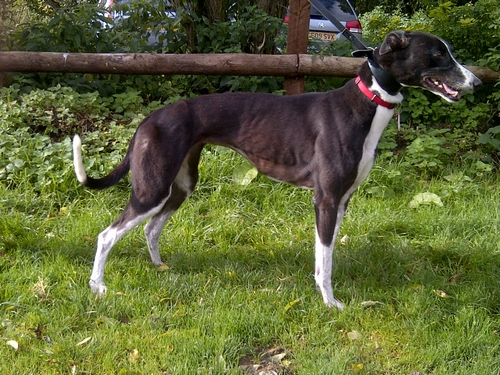 Teasel black and white greyhound