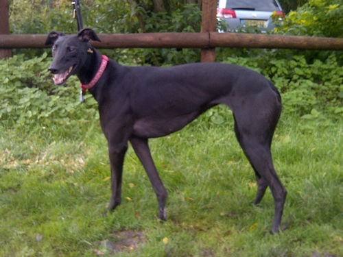 Zoe greyhound