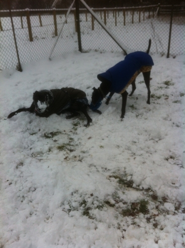 greyhounds playing in snow 3