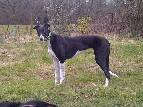 Poppet black & white bitch greyhound