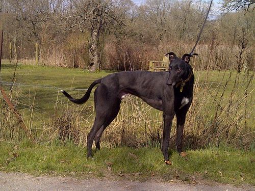 Daz the greyhound black male