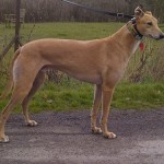 Willie the greyhound fawn male