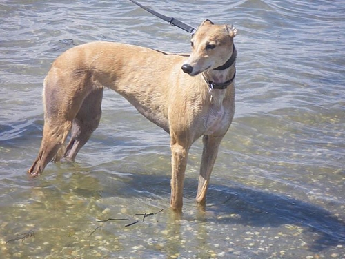 Niki greyhound fawn