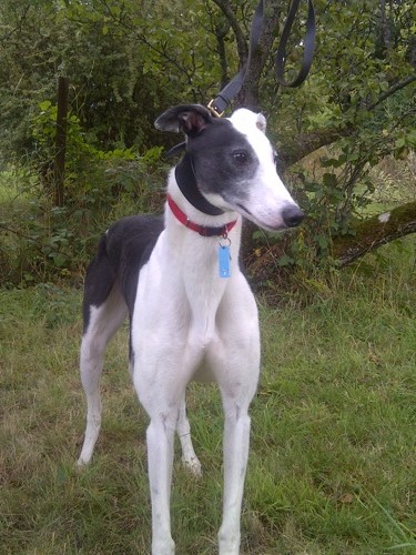 Ryder black and white male greyhound