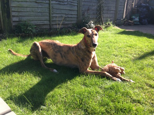 Max Greyhound in his new home