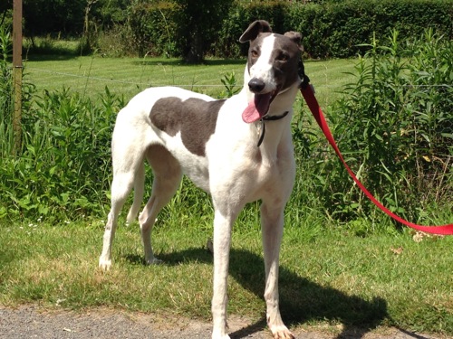 New girl Mabel - this is a lively young girl who is full of mischief. She'll keep you on your toes for sure!