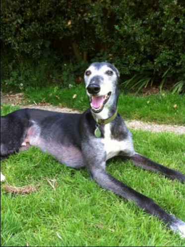 The delightful Max, our 10 year old boy who is looking for an adoptive home for his twilight years.