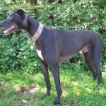 bodger-black-dog-male