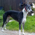 parker-black-and-white-dog-male