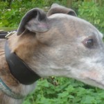 greyhound-collar-lead-set