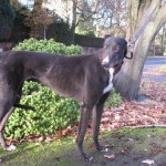 picture of Abbie the greyhound