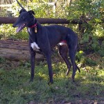 picture of Ben the Greyhound