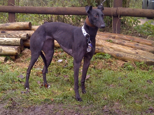 Picture of Daisy the greyhound