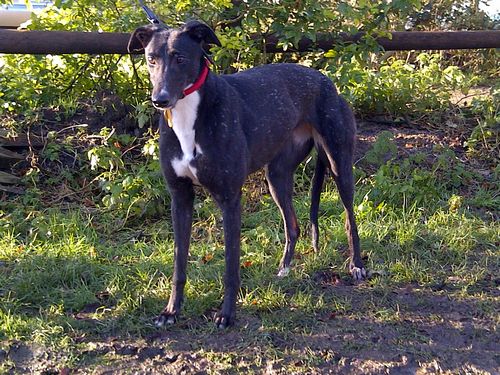 Image of Elsie the greyhound