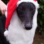 Christmas spirit greyhound