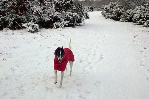 playing on the snow