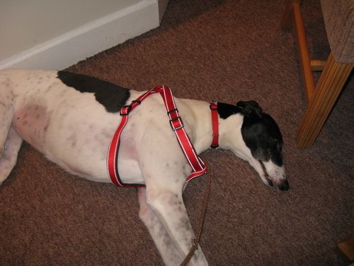Picture of Lady the greyhound