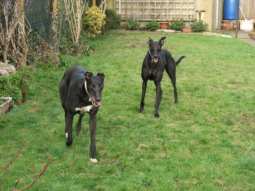 photo of greyhounds