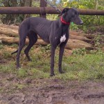 Photograph of Holly the greyhound