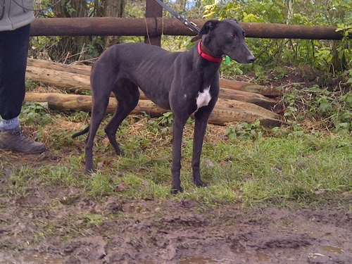 Photograph of Holly the greyhound