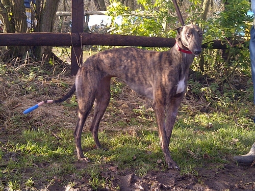 Picture of Ivy the greyhound
