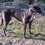Picture of Jake Greyhound