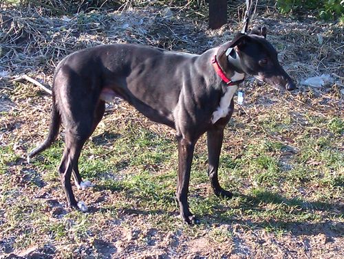 Picture of Jake Greyhound
