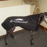 Greyhound Coat