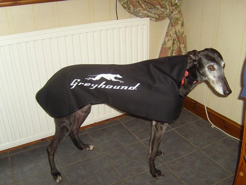 Greyhound Coat