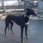 Photo of greyhound Zulu