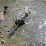 Greyhounds in water