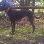 Photo of Alfie greyhound-black-male